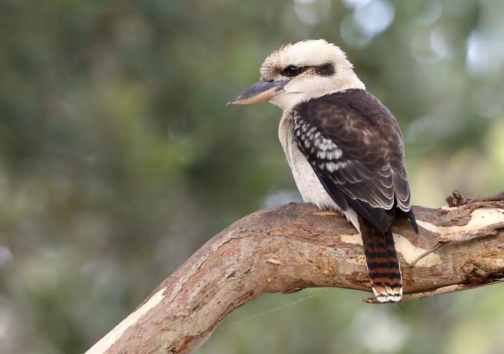 The bird is also known as the Kookaburra, Great Brown Kingfisher, Laughing Jackass, and Bushman's