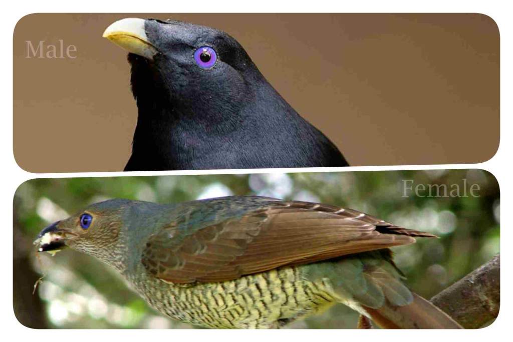 Male and Female Satin Bowerbird