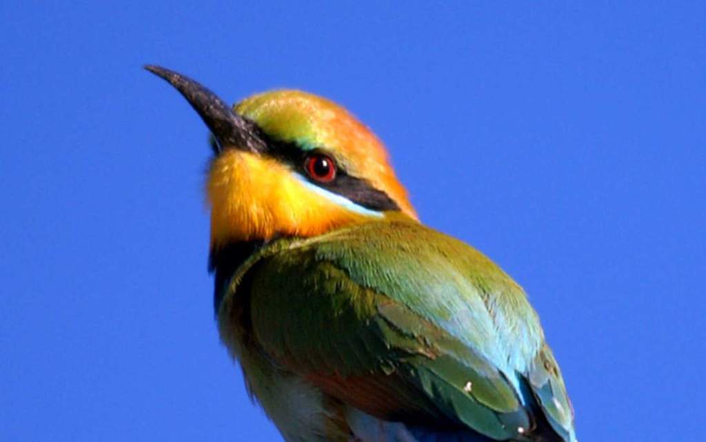 This small bird is also known as the Australian Bee-eater or Rainbow-bird.