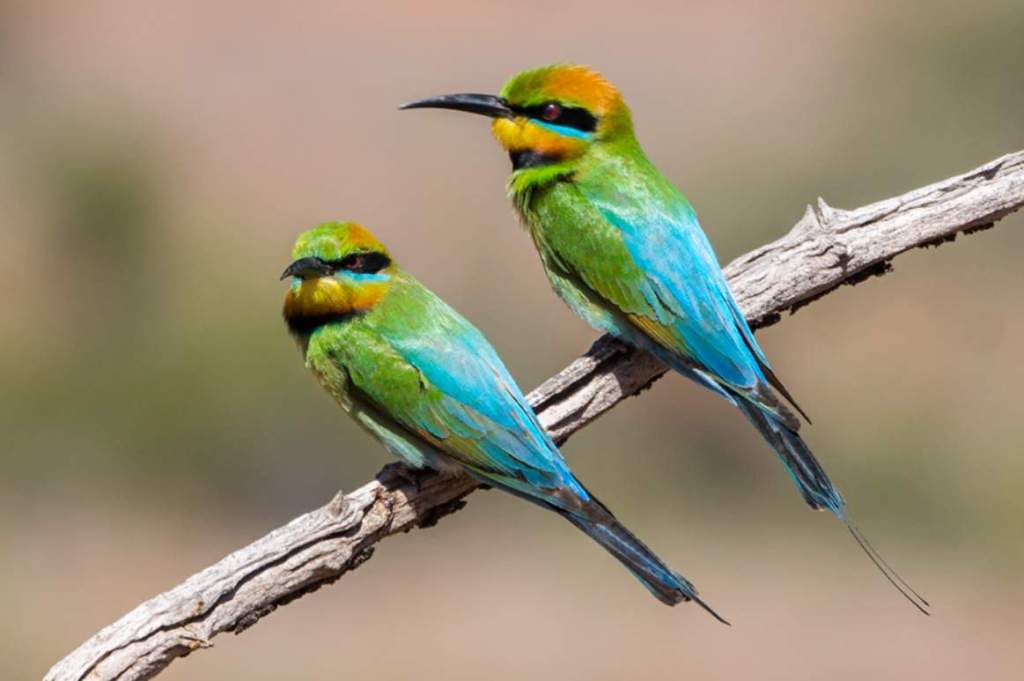 The Rainbow Bee-eater is a communal bird, whether residing on breeding grounds in southern and central Australia, in winter quarters in far northern Australia and islands beyond, or on migration between them.
