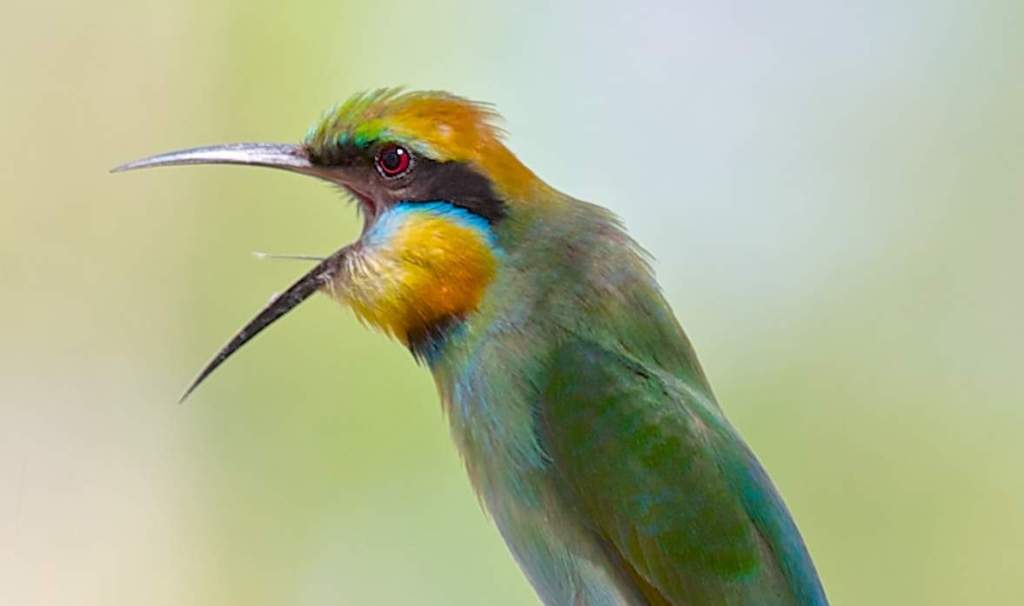 Currently, rainbow bee-eaters are the only monotypic species of Meropidae in Australia.