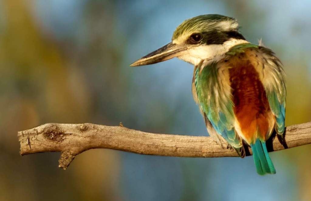 The Red-backed Kingfisher (Todiramphus pyrrhopygius) is better adapted to Australia's desert lands than any of their relatives.