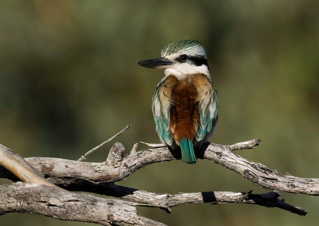 It is also known as the tree kingfisher