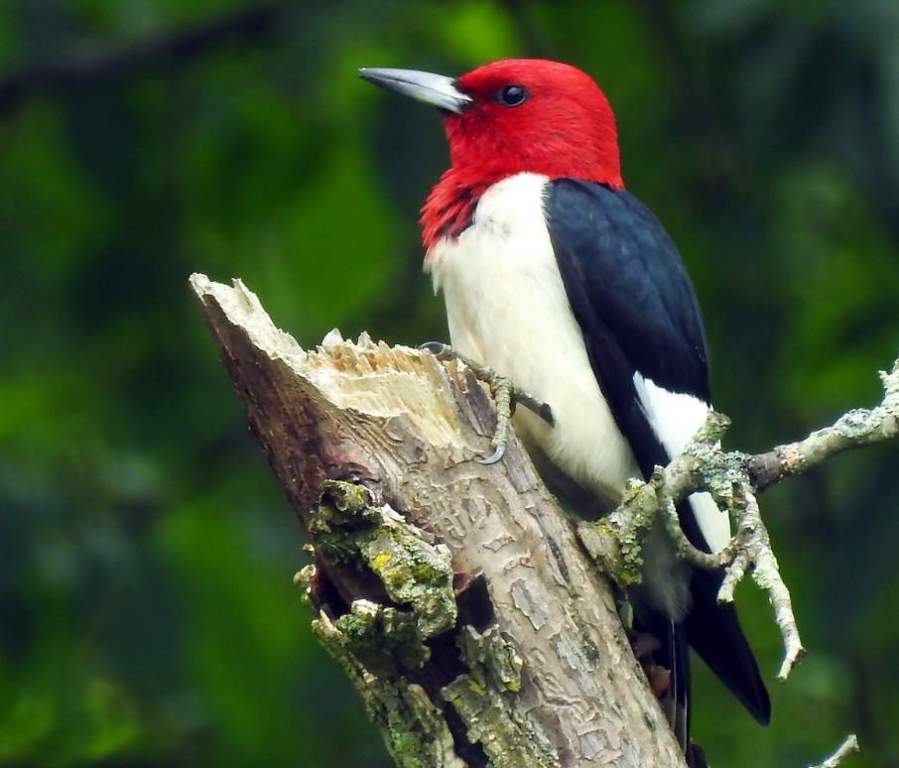 The red-headed woodpecker (Melanerpes erythrocephalus) is a common transient and summer resident statewide.