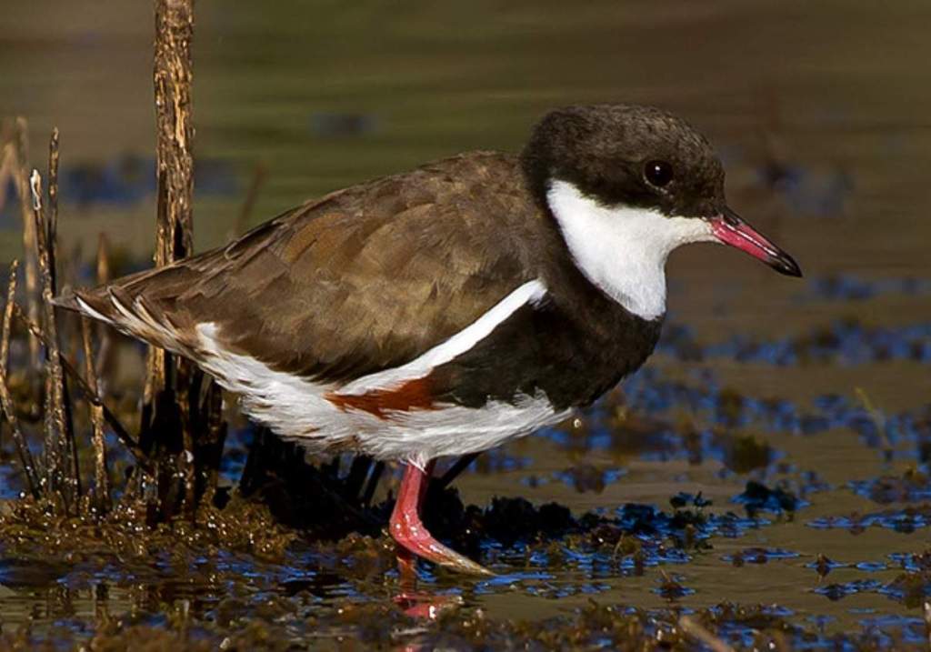 The Red-kneed Dotterel measures about 170-180 mm long, has a wingspan of 13–15 inches, and a weight of 45–55 grams.