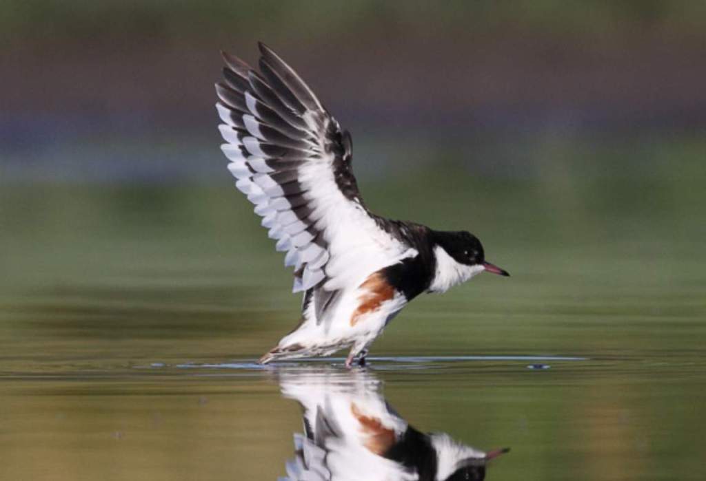 The Red-kneed Dotterel makes a Staccato chet-chet call in contact and flight. Soft trilling in threat display.