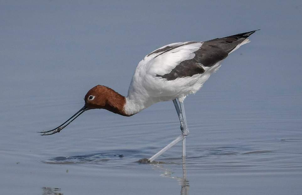 It is also known as Australian Avocet, Cobbler, Trumpeter, and Painted Lady.