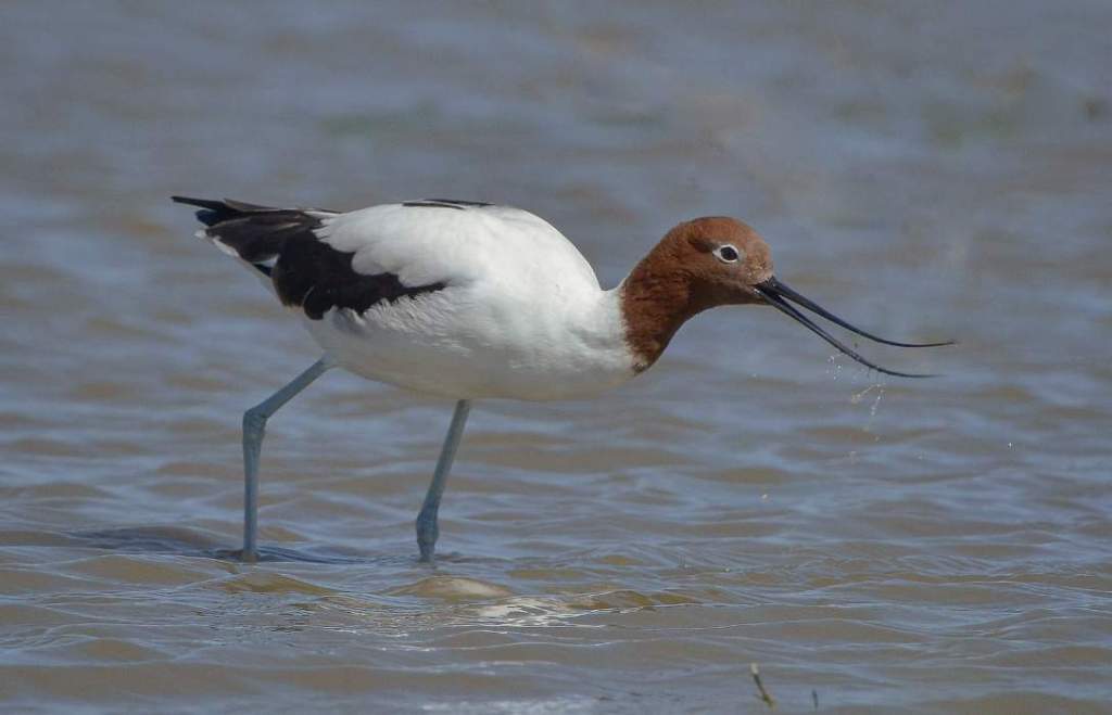 Red-necked Avocets have an upturned bill, similar to the cobbler's awl of stilts.