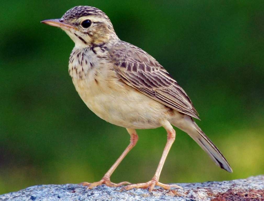 Richard’s Pipit belongs to the family Motacillidae in the order Passeriformes.