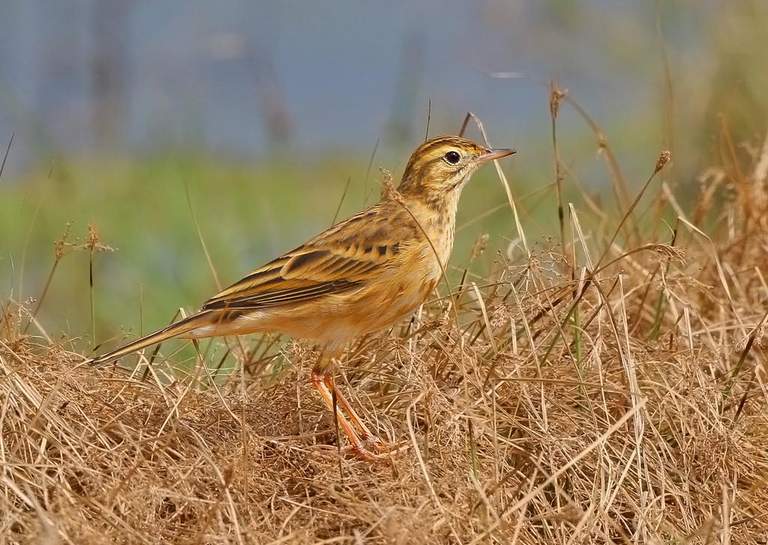 It is also known as the Australian Pipit and the Ground Lark.