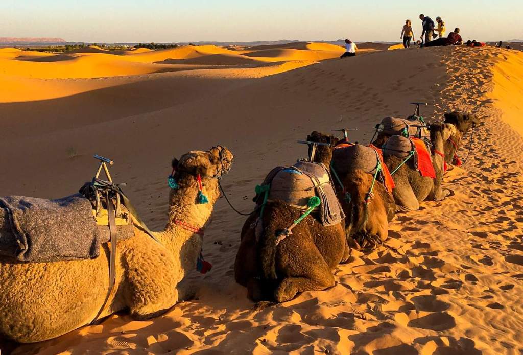 The men go veiled, scorn manual work despite their strength, and constitute a tribe of camel men. They long dominated the chief Saharan caravan routes and have only recently been subdued by the French.