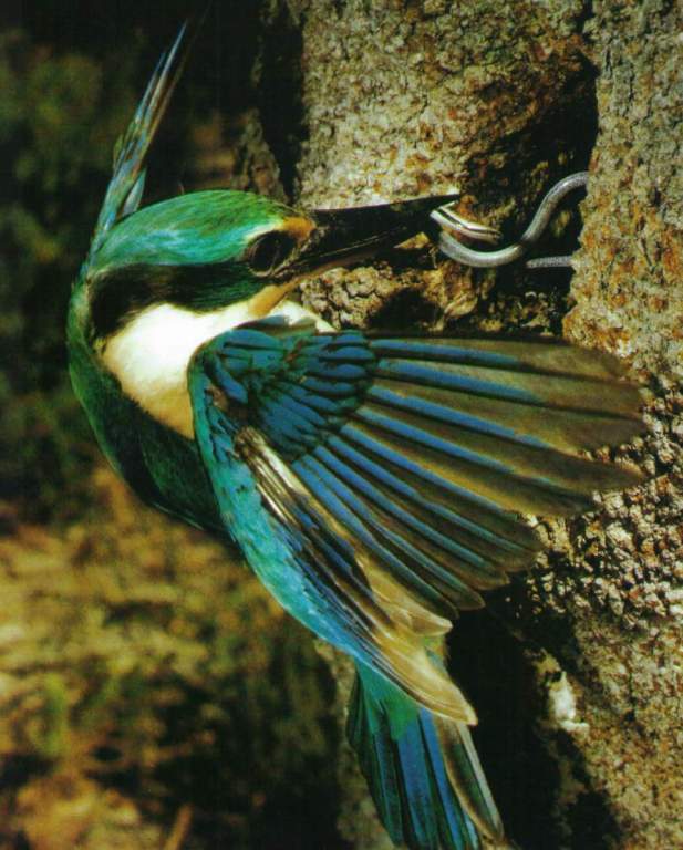 The sacred kingfisher (Todiramphus sanctus) is a medium-sized bird belonging to the kingfisher subfamily Halcyoninae.
