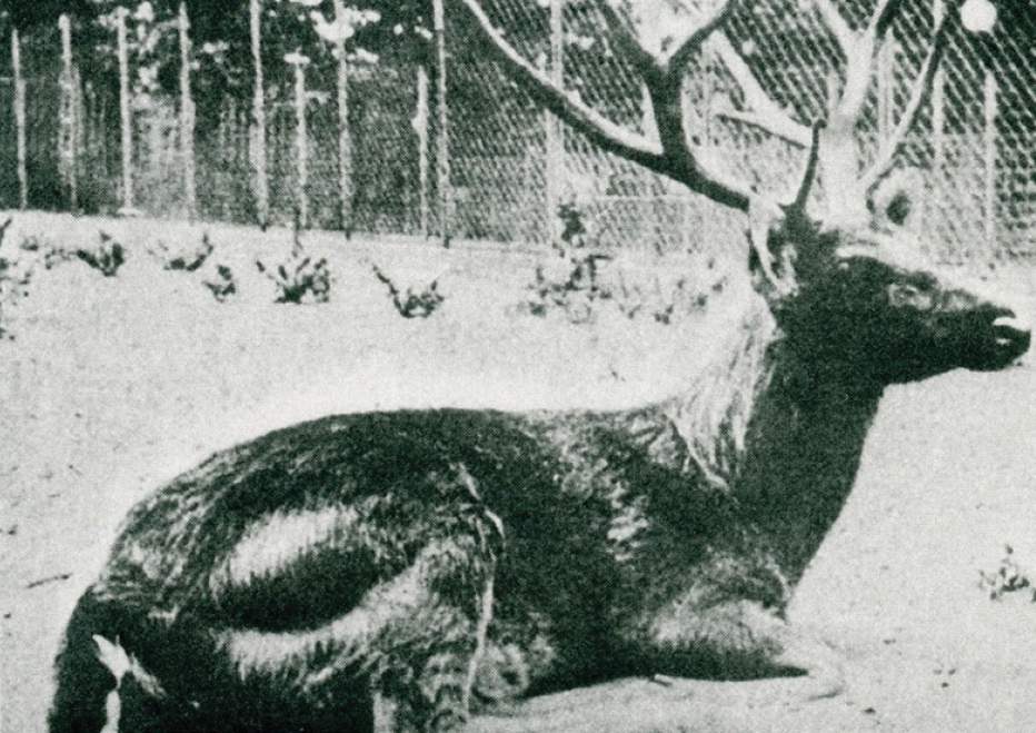 Schomburgk's deer had exceptionally large and complex antlers.