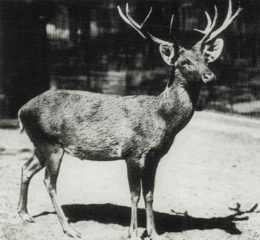 Despite being once common, Schomburgk’s Deer (Rucervus schomburgki) is a mysterious animal.