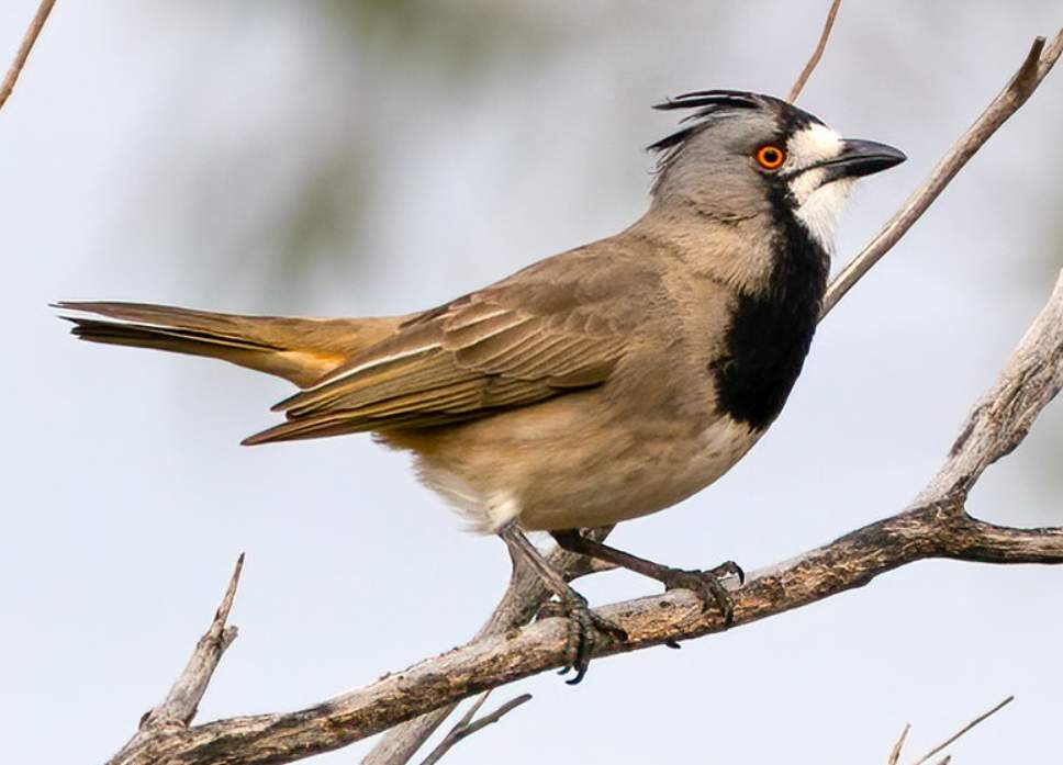 In Australia, crested Bellbirds are widespread throughout arid zones.