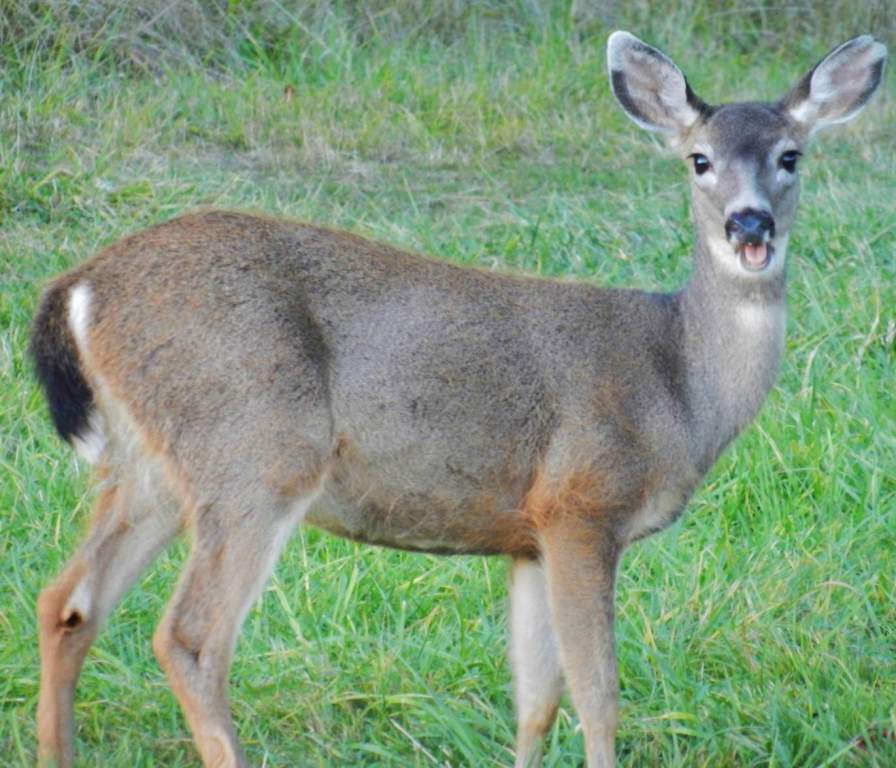 Columbian Black-tailed Deer or blacktail deer is smaller than the mule deer. It is with relatively shorter ears and finer hair; especially distinguished by the shorter metatarsal gland