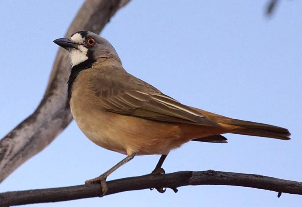 It is also known as bellbird.