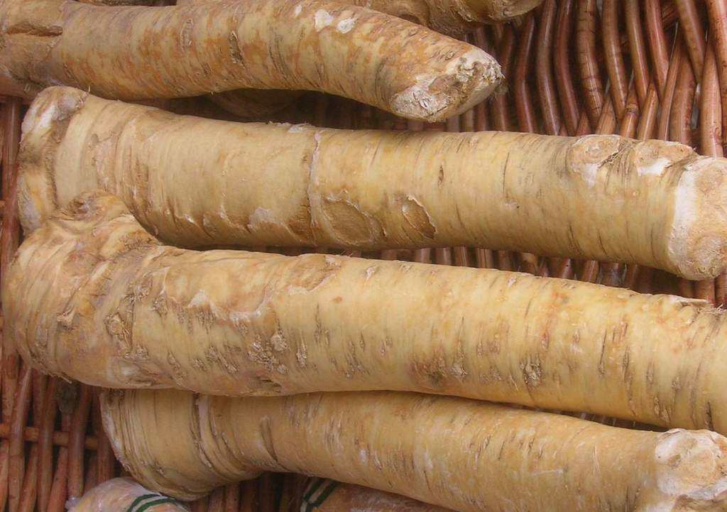 The horseradish (Armoracia rusticana is an everlasting plant of the mustard family member Brassicaceae.