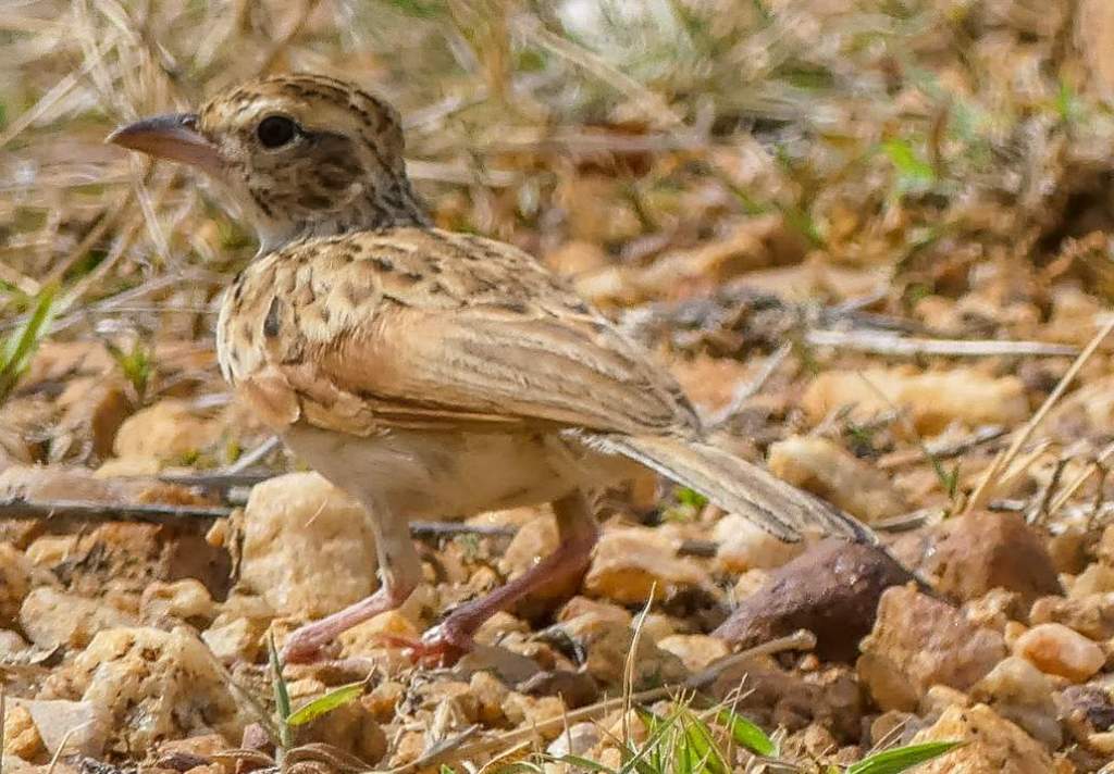 It is also known as the Cinnamon Bushlark and Horsfield's Bushlark.