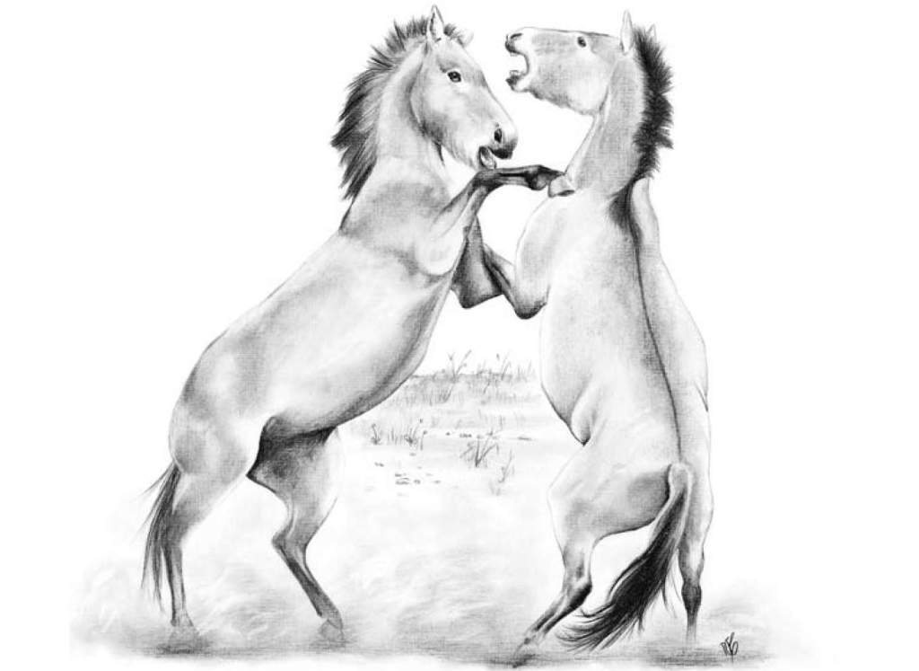 Tarpan—A pair of tarpan stallions fight during the breeding season. This hardy animal is widely considered