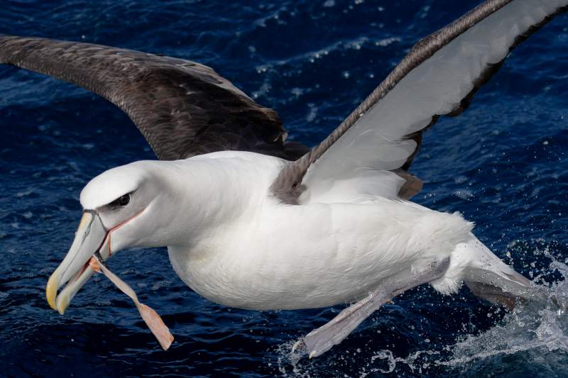 The Shy Albatross (Thalassarche cauta, formerly Diomedea cauta) belongs to the family Diomedeidae in the genus Thalassarche.