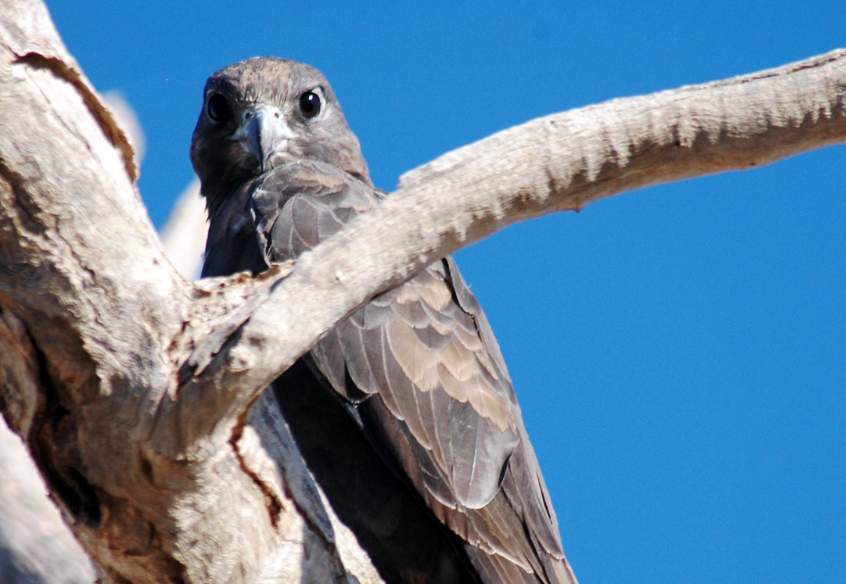 The black falcon is a medium-sized falcon belonging to the family Falconidae.