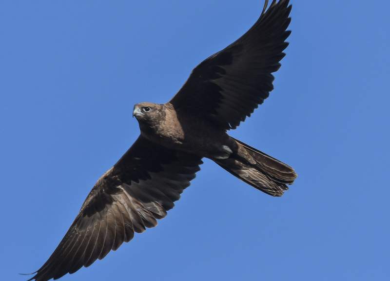 One of the slenderest of the Australian falcons, the Black Falcon is also one of the most agile.