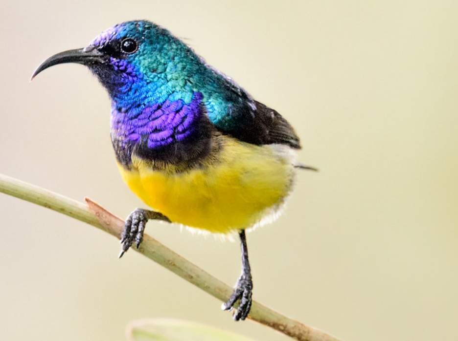 The magical curved beak birds of the sunbird family in Kenya are shining, striking, and superb.