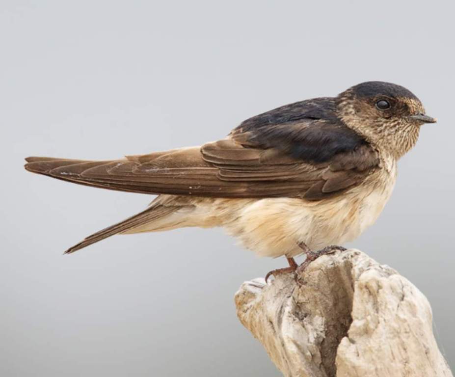 It is also known as the Australian Tree Martin and Tree Swallow.