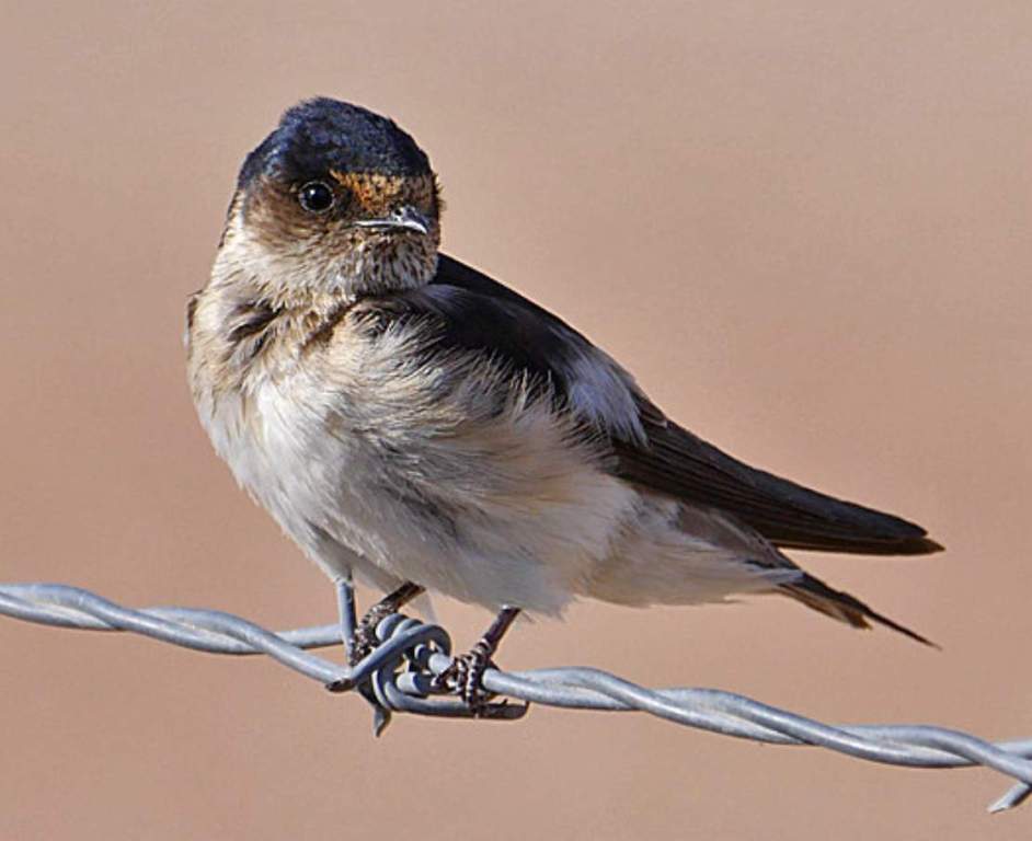 The Tree Martin is probably the most common and widespread bird. It is primarily found in larger eucalyptical trees where it can roost and nest.