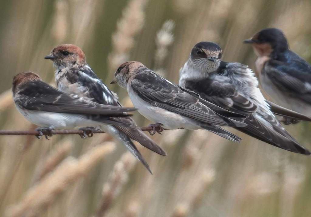 Tree Martin (Petrochelidon nigricans) belongs to the family Hirundinidae, one of the few birds in Australia with a similar appearance to Swallows.