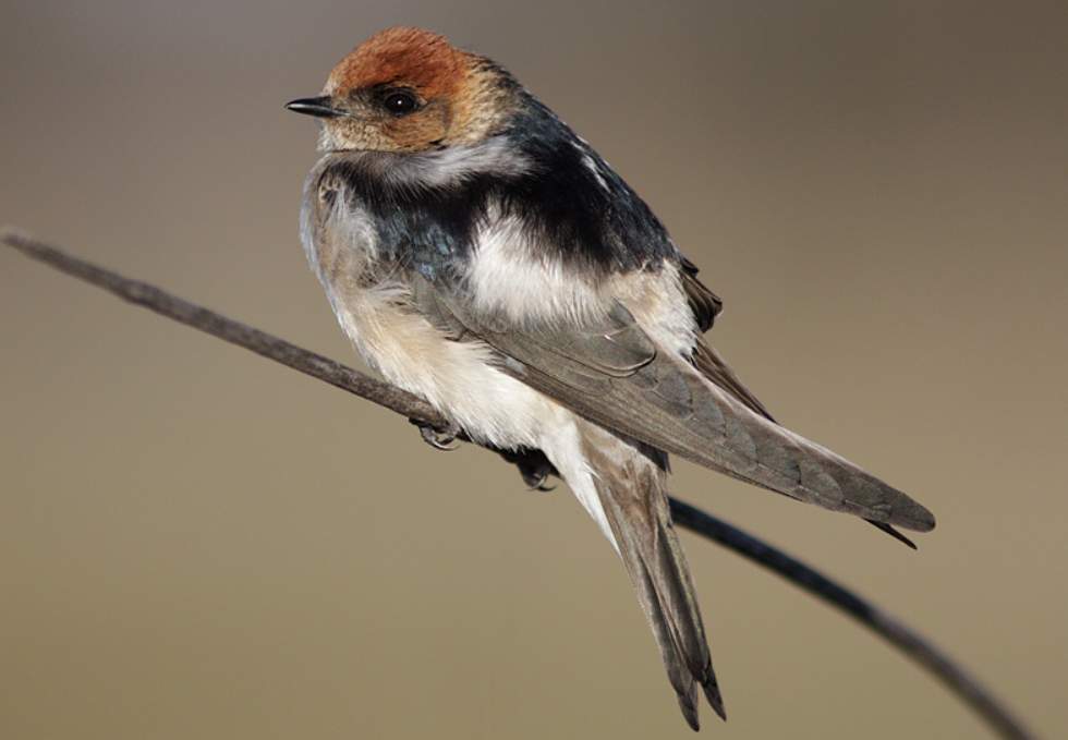 The Fairy Martin (Petrochelidon ariel) belongs to the swallow family Hirundinidae in the genus Petrochelidon.