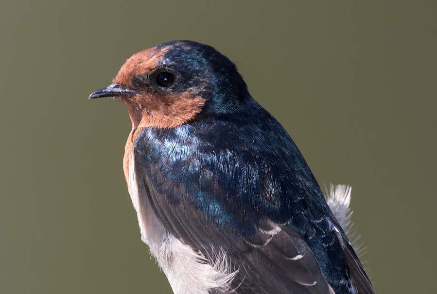 The Welcome Swallow (Hirundo neoxena) is Australia’s representative of the holarctic Barn Swallow and the similar but larger-billed and square-tailed Pacific Swallow of Indonesia and Melanesia.