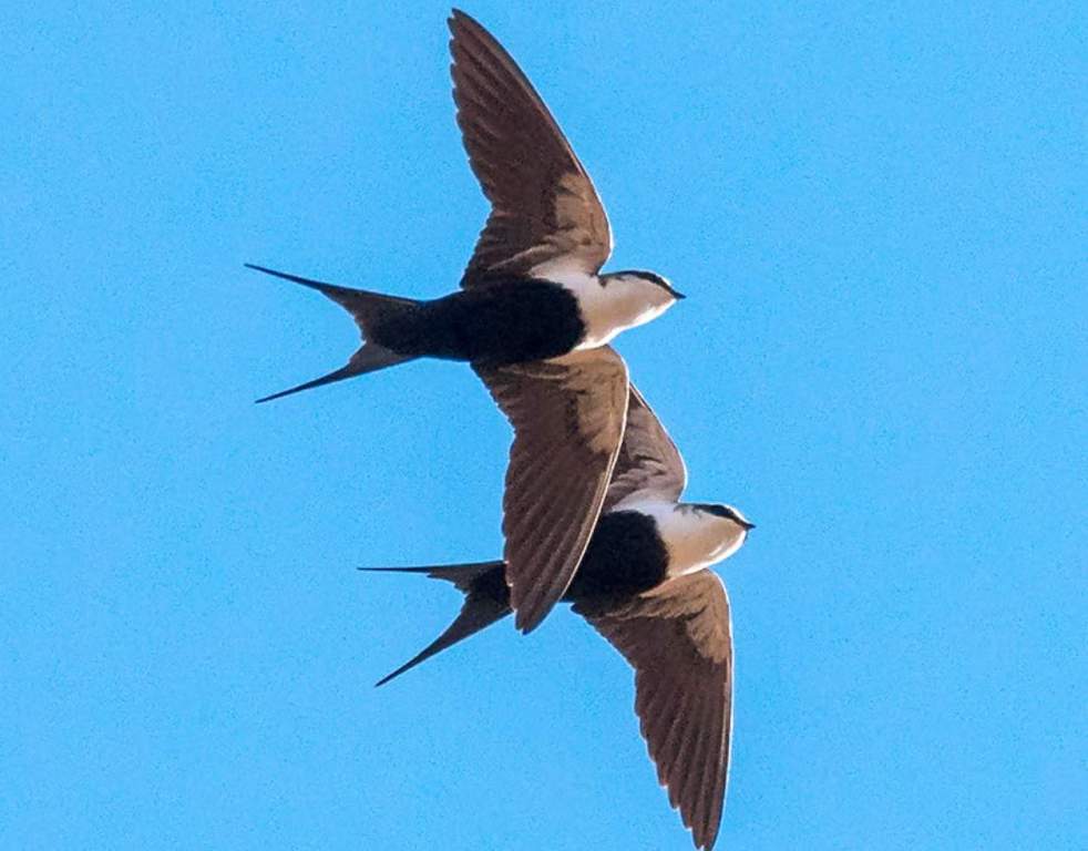 White-backed Swallow is found in open fields and lightly timbered country inland, usually near water, though it generally avoids wet areas.