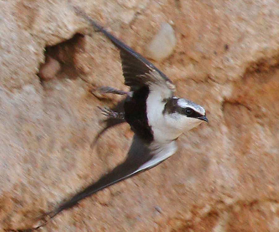 White-backed family Swallow is a monotypic species of the family Hirundinidae, genus Cheramoeca.
