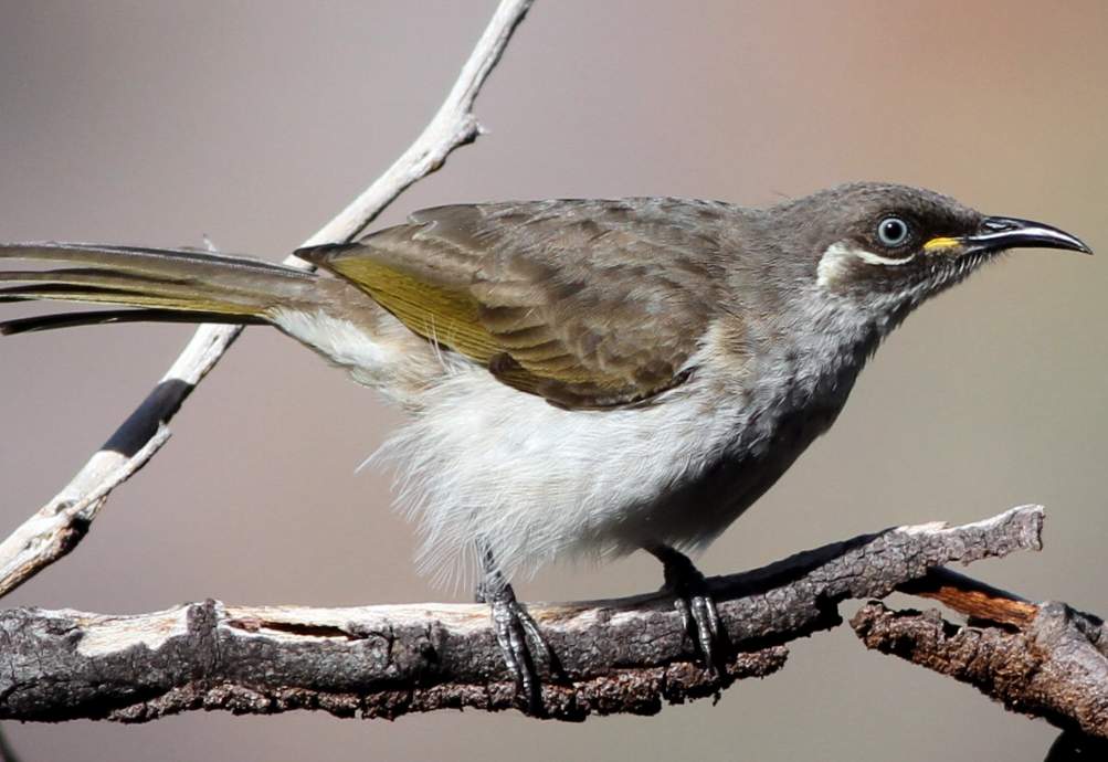 White-lined honeyeater (Territornis albilineata) chasms and ravines filled with broad-leaved scrub and pockets of monsoon vine forest