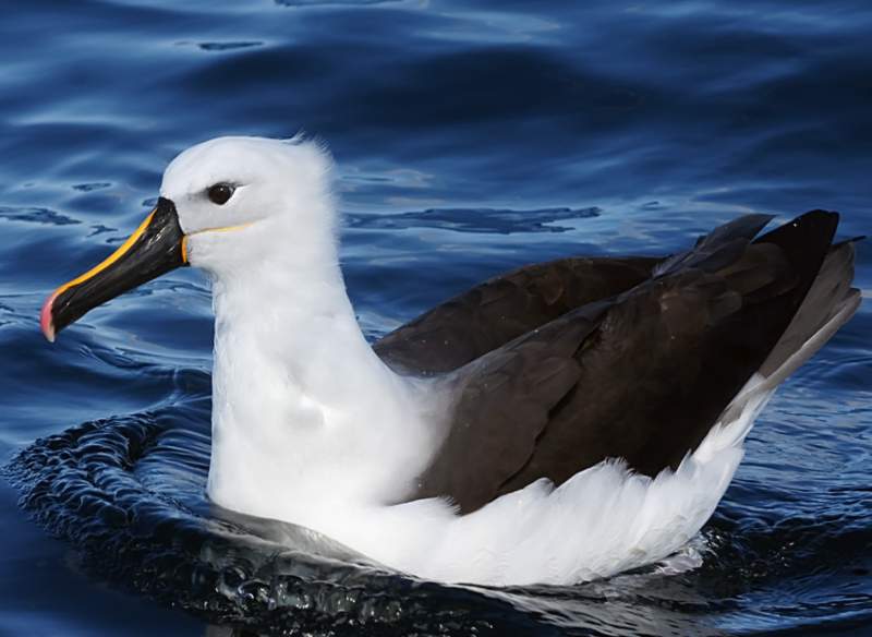 The yellow-nosed albatross (Thalassarche chlororhynchos) is a large seabird in the albatross family Diomedeidae in the genus Thalassarche.