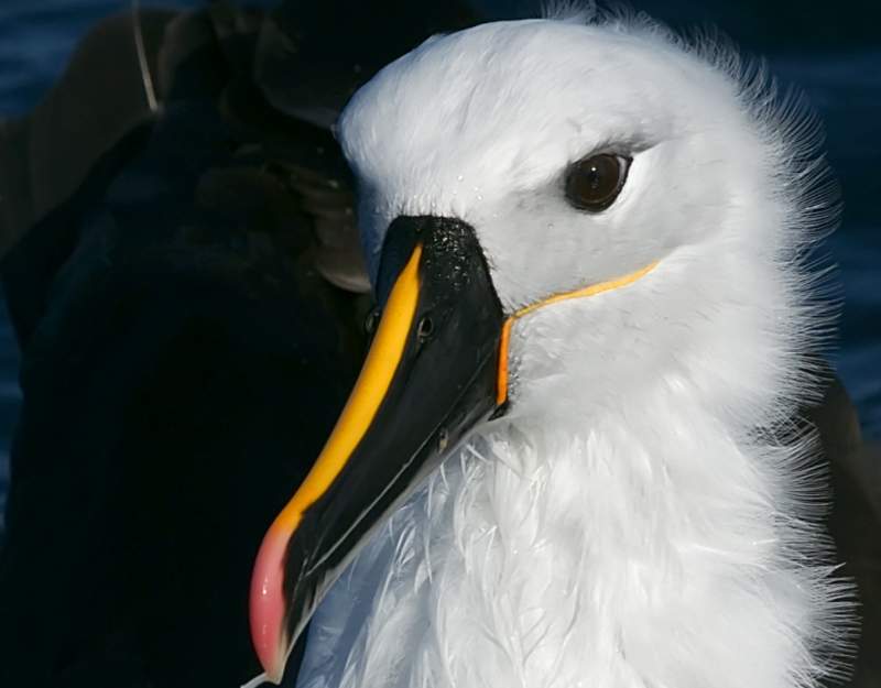 The bird is also known as Carter's Albatross and Yellow-nosed Mollymawk.