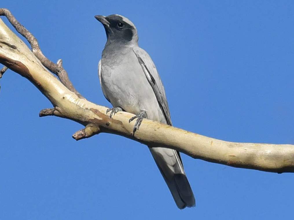 It is also known as Blue Jay, Shufflewing, and Summerbird.