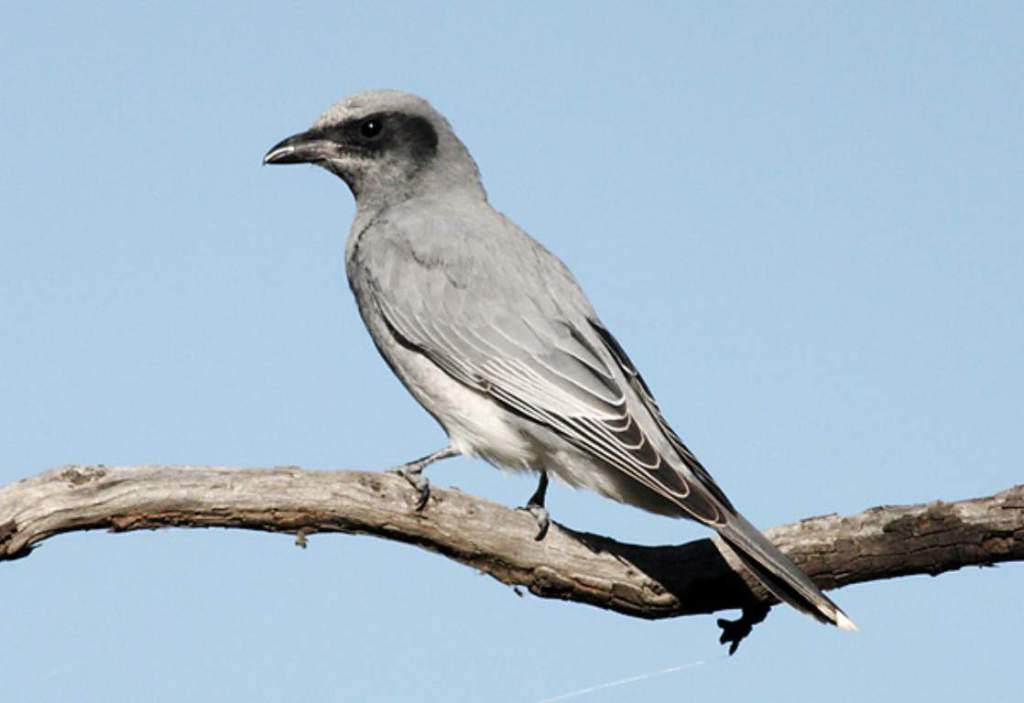 Cuckoo shrikes so named because of their cuckoo-like form and flight and shrike-like bills are distinctive, medium-sized songbirds that paradoxically hardly sing.