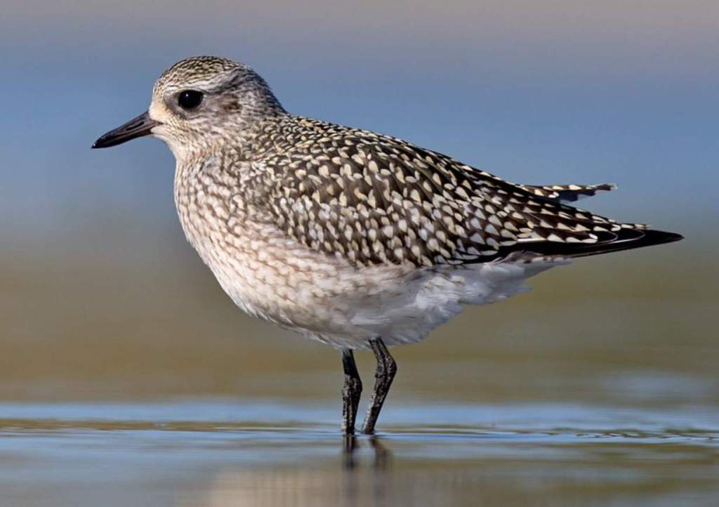 Grey plover (Pluvialis squatarola) is a species of plover belonging to the Charadriidae family.  