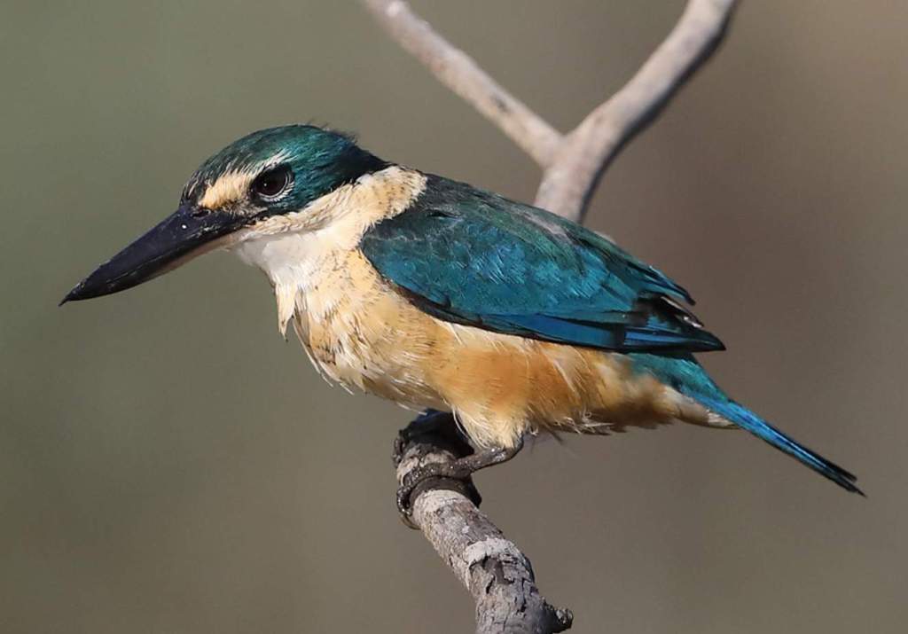 Sacred kingfishers are the most familiar of the smaller Australian kingfishers.