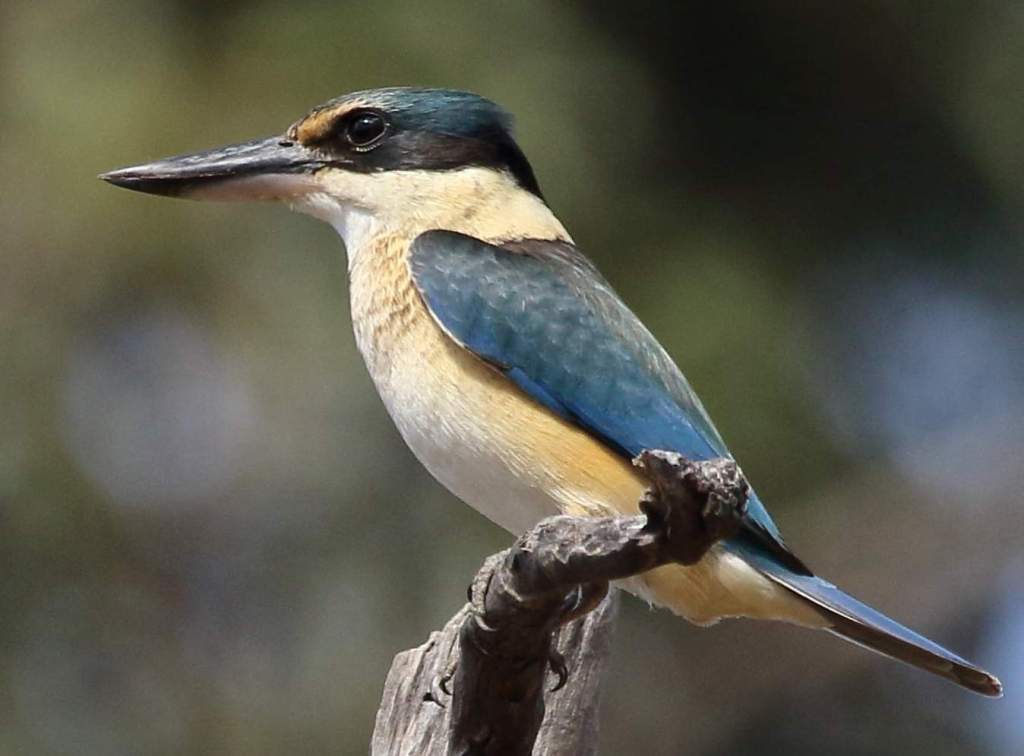 A sacred kingfisher's call is loud, measured, three-four-syllable, staccato, and repeated monotonously or on the same pitch throughout the day.