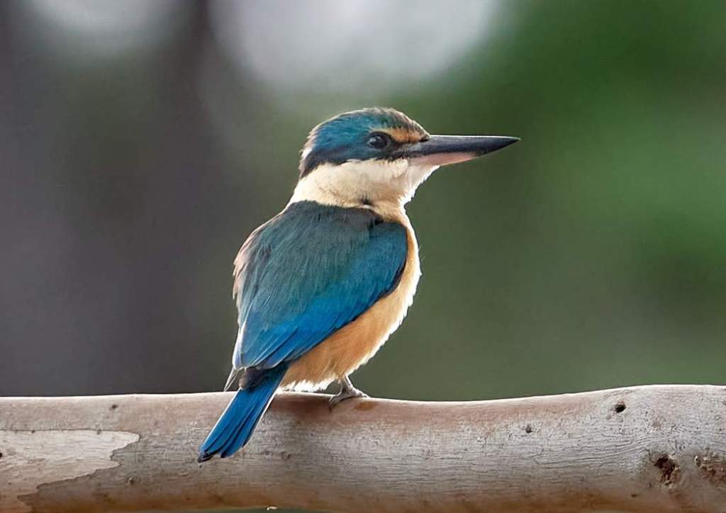 It is also known as the Respected Kingfisher and Venerated Kingfisher.
