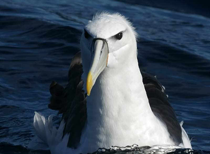 The bird is also known as the White-capped Albatross and Mollymawk.