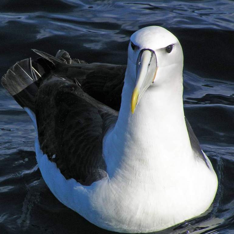 Australian waters are the breeding grounds for the shy albatross.