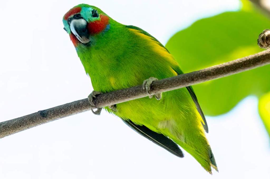 This bird is also known as Lorilet, dwarf fig parrot, Marshall's fig parrot, red-browed fig parrot, red-faced fig parrot, blue-faced fig parrot, two-eyed fig parrot, and Coxen's fig parrot.