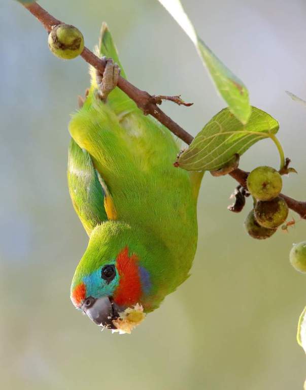 A double-eyed fig parrot contact call consists of a shrill, penetrating tseet repeated two or three times in flight.