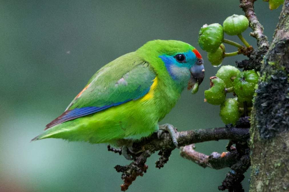 The double-eyed fig parrot (Cyclopsitta diophthalma) was given its curious name because of a spot close to the eye in some races, giving the impression of a second eye.