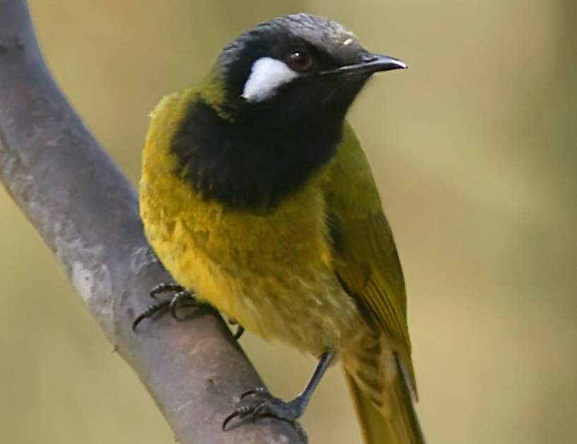 The white-eared honeyeater (Nesoptilotis leucotis) is unlike most of its relatives; it is not communal, rarely gathers at flowering food trees, and never forms coherent colonies.